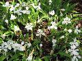 Tennessee White Crested Iris / Iris cristata 